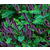 新疆丛生紫穗槐|丛生紫穗槐|青龙丛生紫穗槐(查看)缩略图1