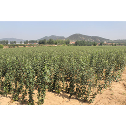 苹果苗新品种-矮化苹果苗-盆栽苹果苗新品种培育