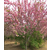樱花树-樱花-亿发园林缩略图1