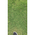 百慕大草坪种子、湖州百慕大草坪、【绿如懿草坪基地】缩略图1