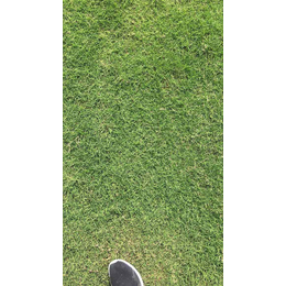 百慕大草坪种子、湖州百慕大草坪、【绿如懿草坪基地】