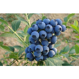 蓝莓2年苗,柏源农业科技公司(图),蓝莓2年苗种植基地