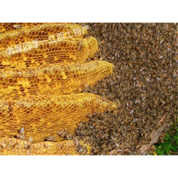 蜂蜜,贵州蜜蜂出售,贵州蜂盛(推荐商家)