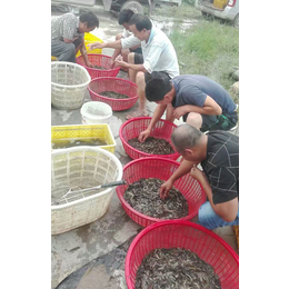 泥鳅苗厂家|枣庄泥鳅苗|有良泥鳅养殖基地