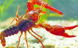 武汉农科大(图)-养殖龙虾的利润-养殖龙虾