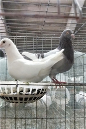 山西鸽子养殖技术-山东中鹏农牧-鸽子养殖技术特点
