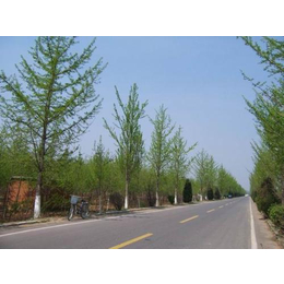 新洲园林绿化工程|武汉龙胜物业|小区园林绿化工程