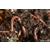 丰夷蚯蚓粪微生物有机肥可有效****土壤结构缩略图2