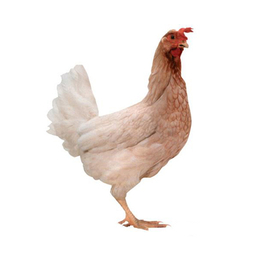 海兰褐-华帅青年鸡*-海兰褐蛋鸡生产指标