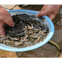 泥鳅苗种供应-泥鳅苗种- 乾发泥鳅养殖回购