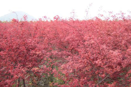 5公分红枫供应-5公分红枫-泰安市亿发园林