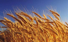 延安收购小麦|汉光农业有限公司|常年收购小麦