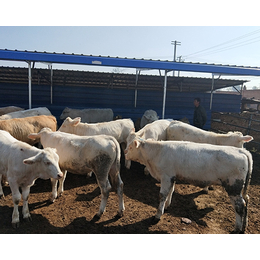 夏洛莱牛批发价格,富贵肉牛养殖(在线咨询),青海夏洛莱牛