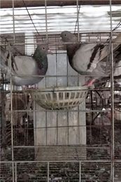 鸽子养殖技术和繁殖-辽宁鸽子养殖技术-山东中鹏农牧(查看)