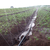 农田灌溉pe管-金寨pe灌溉管-安徽杭富 管类齐全(多图)缩略图1