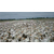 鹅雏孵化厂常杰(图)-莱茵鹅苗养殖技术-河南鹅苗缩略图1