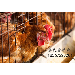 鹤壁海兰褐蛋鸡青年鸡养殖基地 海兰褐蛋鸡青年鸡利用年限缩略图