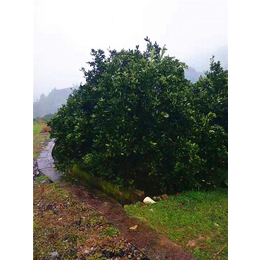 胡柚树-【长林农场】基地*-胡柚树种植基地