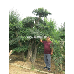 出售精品对接白蜡价格-精品对接白蜡价格-苏家苗圃(查看)