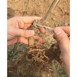 猕猴桃苗种植前景如何6-猕猴桃苗种植-坤威农业苗木市场