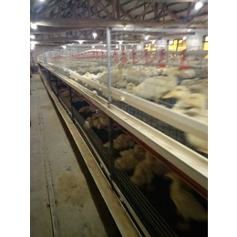 梯式肉鸭笼制造商-运盈机械(在线咨询)-长治梯式肉鸭笼