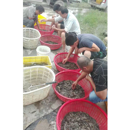 台湾泥鳅苗哪里有卖-泥鳅苗-有良泥鳅养殖基地