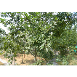 鑫农园艺-吉塞拉培育-山东苹果树-哪里有卖的苹果树的
