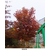 欧洲红栎育苗-欧洲红栎-舜枫农林欧洲红栎缩略图1