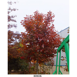 欧洲红栎-舜枫农林欧洲红栎-欧洲红栎小苗批发