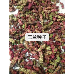 玉兰种子-无锡芳东绿化种苗-玉兰种子基地*