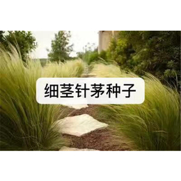 细茎针茅种子哪里的便宜-无锡芳东绿化-钦州细茎针茅种子