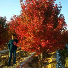 丛生美国红枫-泰安东枫园林-丛生美国红枫树型优雅