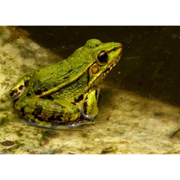 黑斑蛙价格-黑斑蛙-金兴养殖场诚信经营
