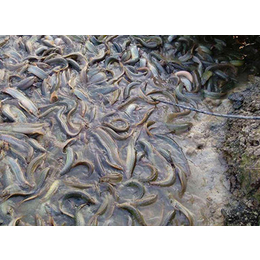 泥鳅套养-丰鸿生态农业(在线咨询)-攀枝花泥鳅