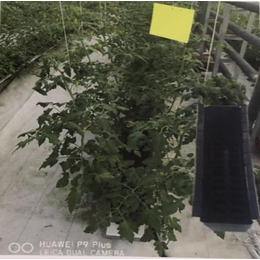 草莓无土栽培种植槽采购-种植槽-泰宇机械