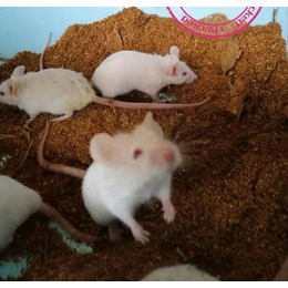 武汉农科大(图)-哪里有养殖小白鼠的-常德小白鼠养殖