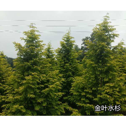 樱花灌木种植商-广东樱花灌木-常德智明农业科技