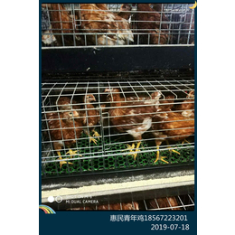 毕节海兰褐青年鸡养鸡场 80天海兰褐蛋鸡优惠价缩略图