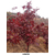日照舜枫-火焰红栎-火焰红栎种子缩略图1