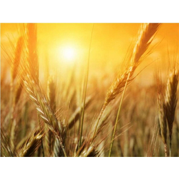 枣阳市汉光现代农业(图)-收购小麦价格-潮州收购小麦