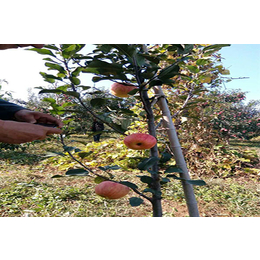 柱状苹果苗-贵州苹果苗-山东鑫农园艺(查看)