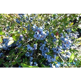 珠宝蓝莓苗批发-珠宝蓝莓苗-柏源农业(图)