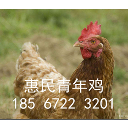 铜陵海兰褐蛋鸡青年鸡 铜陵60天70天海兰褐蛋鸡青年鸡促销