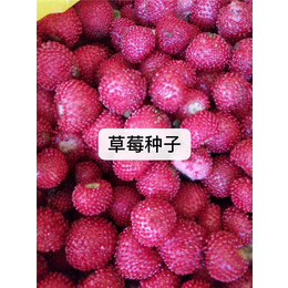 草莓种子哪里的便宜-无锡芳东绿化种苗公司-宁夏草莓种子
