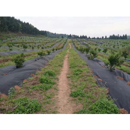 柑橘防冻布生产厂家-防冻布-恒达布业材料环保