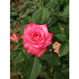 文山爱莎玫瑰苗-红瑞花业玫瑰苗零售-爱莎玫瑰苗零售