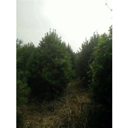 泰安泰景苗木-高2米白皮松-高2米白皮松种植基地