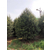 3米高白皮松-泰安泰景苗木基地-3米高白皮松种植缩略图1