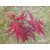 江西供应一年生三季红红枫小苗批发 *日本红枫三季红树苗缩略图3