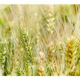 个人求购小麦-枣阳市汉光现代农业-乌兰察布求购小麦